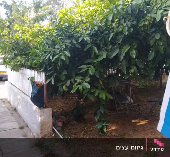 עץ עם עלים ירוקים ליד גדר לבנה